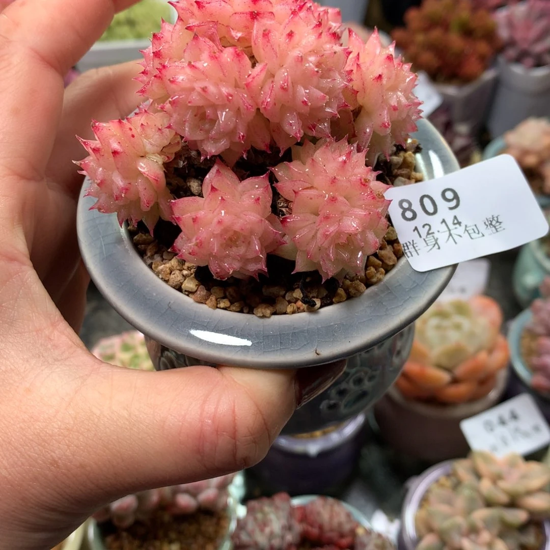 精控拇指盆12.14809