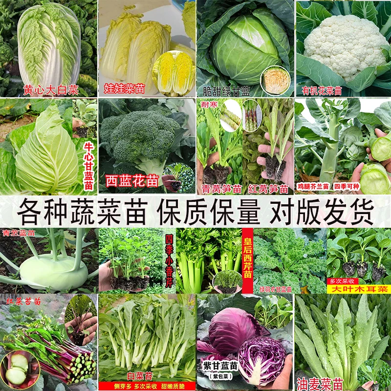 蔬菜苗耐寒有机花菜白菜苗甘蓝苗芹菜苗西蓝花苗苤蓝苗莴笋苗菜苔