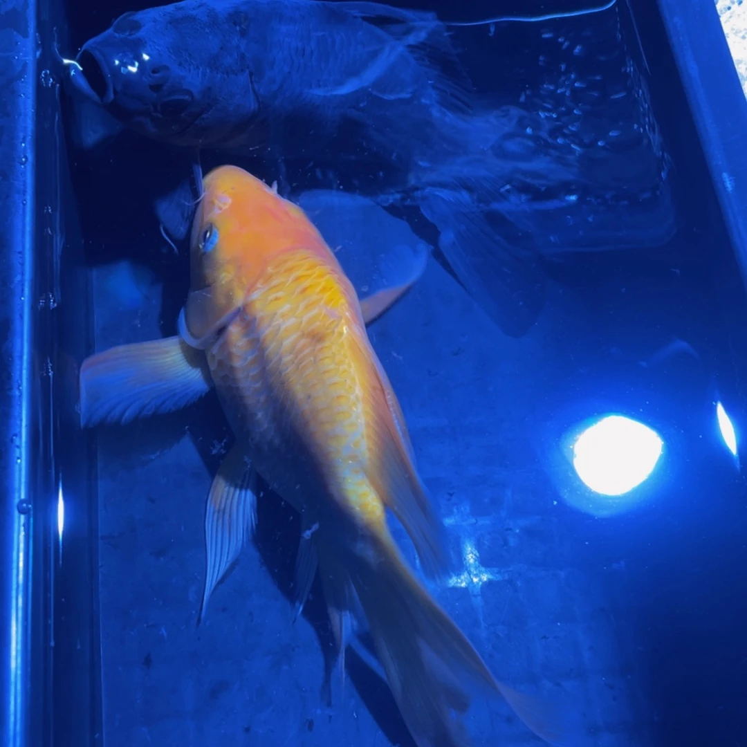 蝴蝶鲤鱼精品金,黑蝴蝶鲤