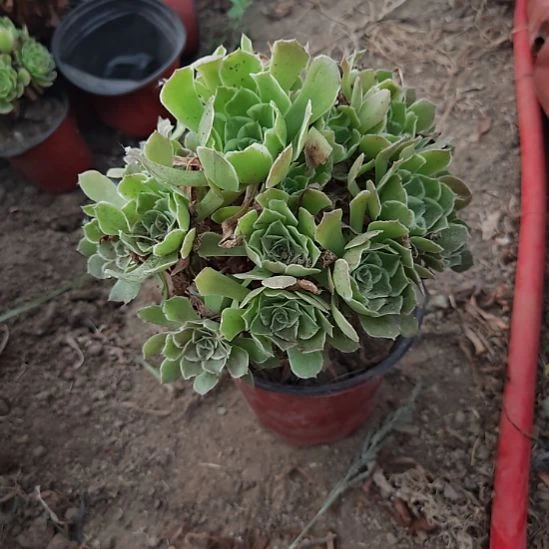 浣纱加急发货法师25