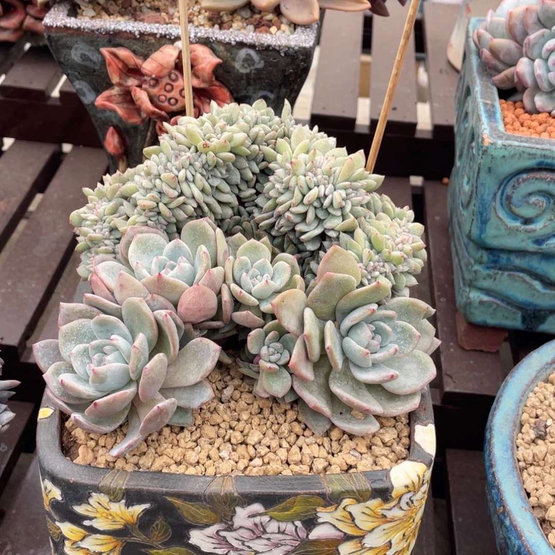 石榴子星影缀化实生