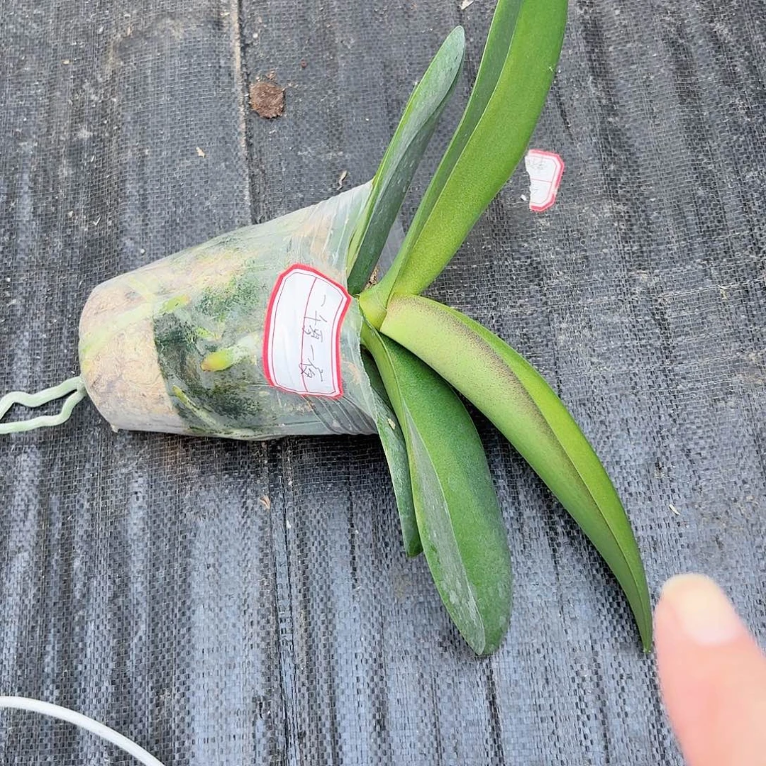 无花朵一千零一夜1颗一物一拍