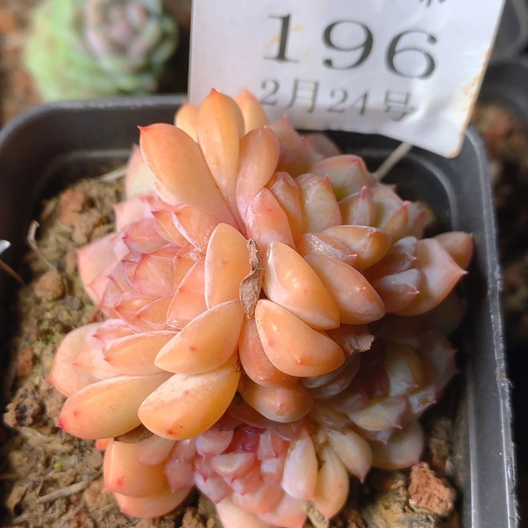 【闪购商品】云196