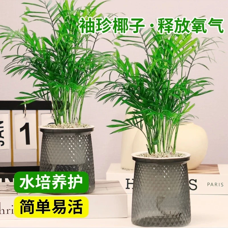 富贵椰子水培植物室内办公室净化空气懒人植物