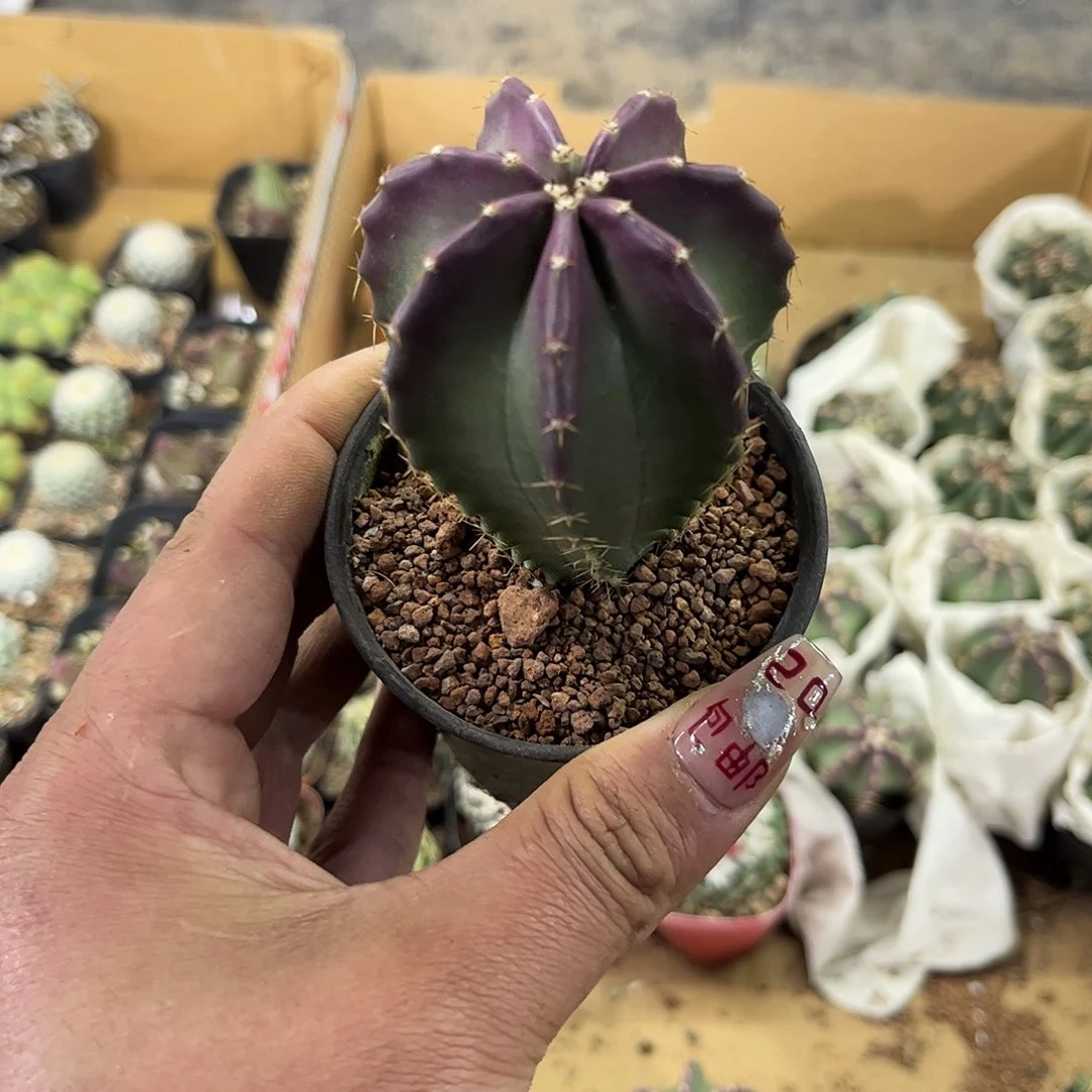 微刺虾单头发货有根