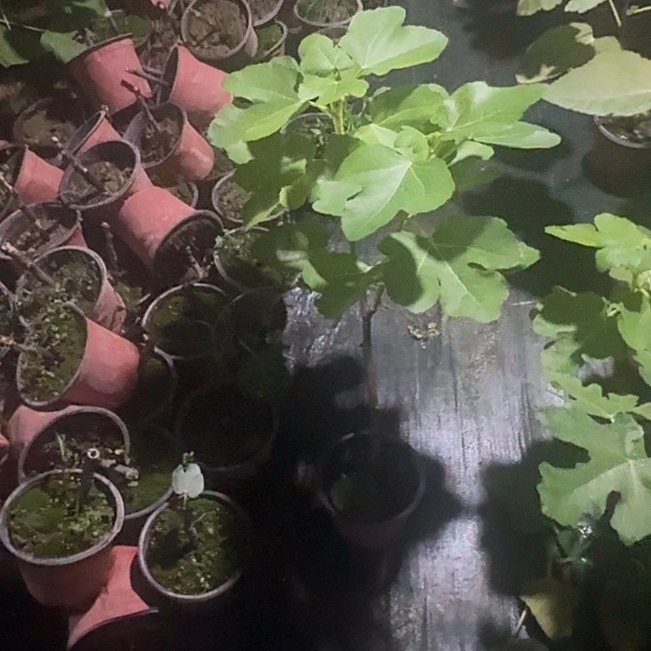 彩虹无花果原盆原土