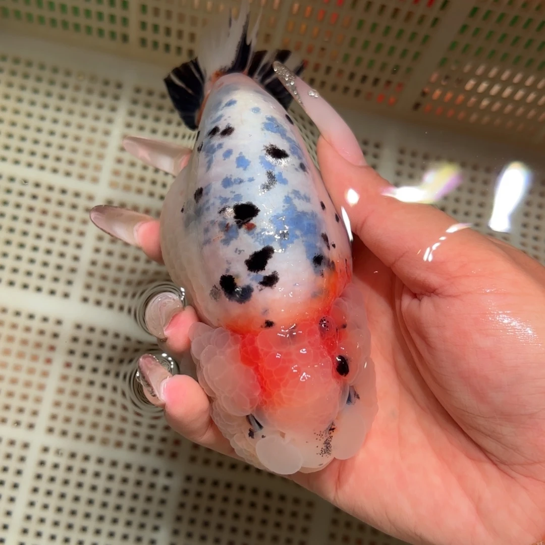 小***家金鱼拍包装包邮，不拍包装运费到付