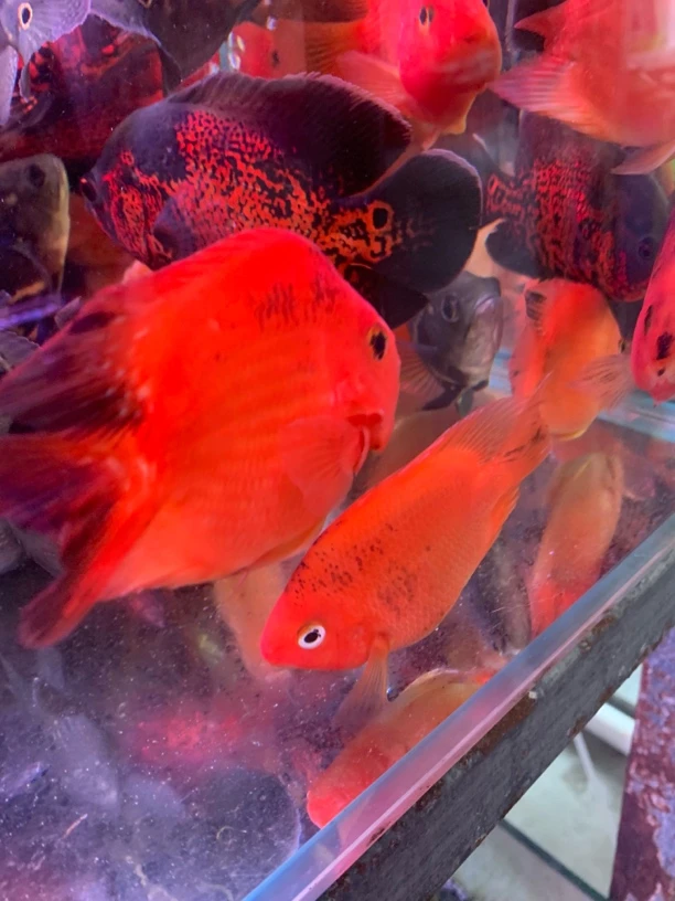 超级福袋不包损元宝鹦鹉鱼