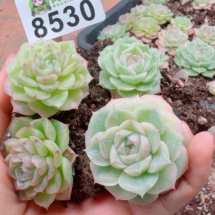 多肉植物多肉植物