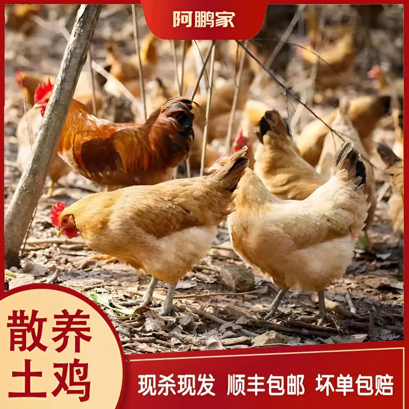【苏北土鸡】（2只老母鸡）苏北散养黑脚老母鸡净重5-6斤顺丰包邮