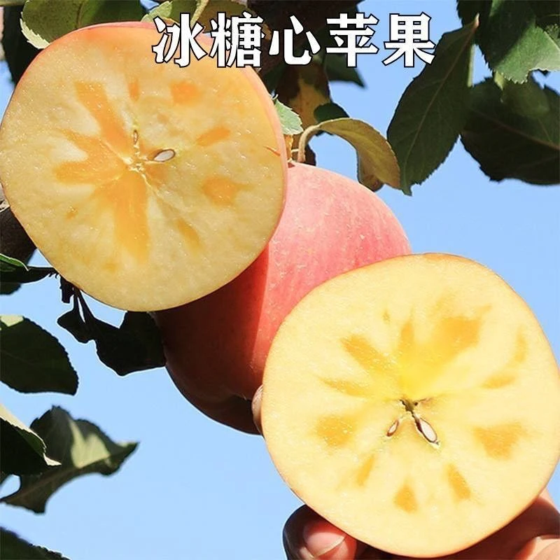 红富士苹果树苗冰糖心脆甜多汁嫁接盆栽地栽苹果果树果苗