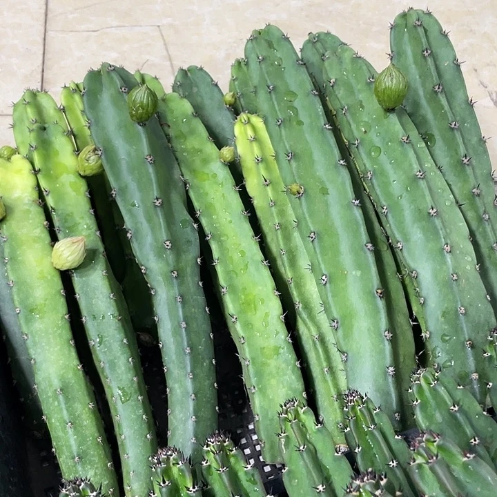 红花袖铺实生一代侧芽