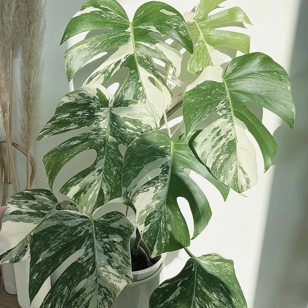 【森野】锦化龟背竹通用一物一拍链接（轻微叶损无售后）