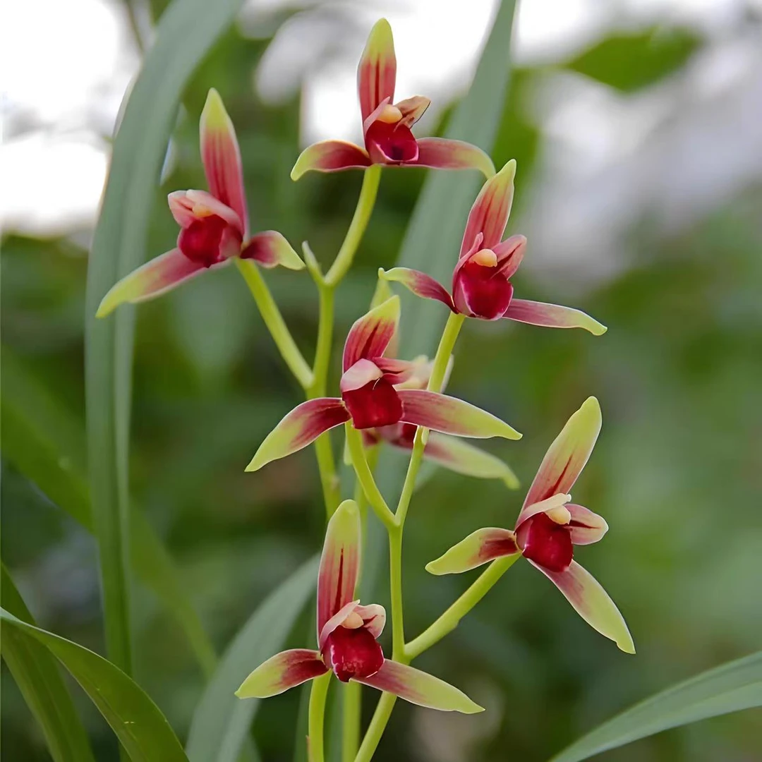 正宗老种大国魂兰花苗带花苞四季兰建兰铭品名贵高档红素阳台高贵