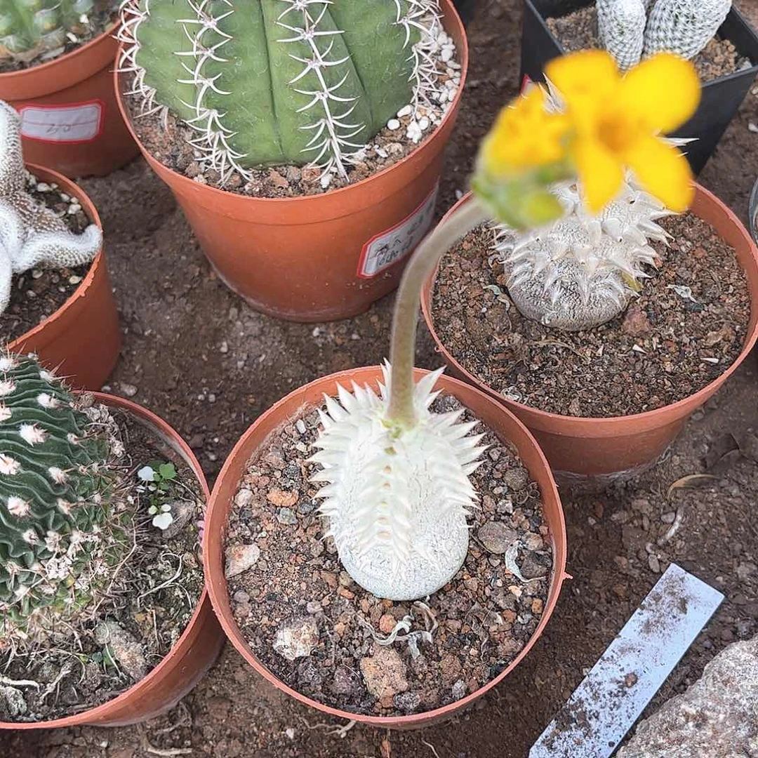 大黑一一一一一一一一一一