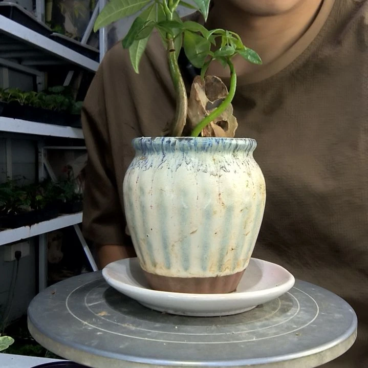 记****?中青园艺一物一拍157