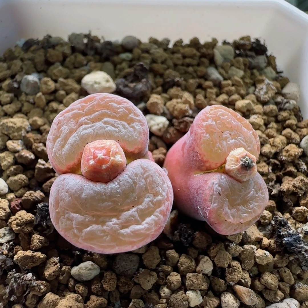 小****员2-10当天满68包邮脱土