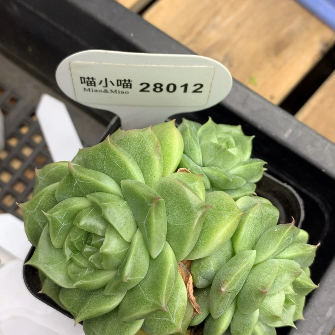 禾***仙多肉植物麦秆珍妮