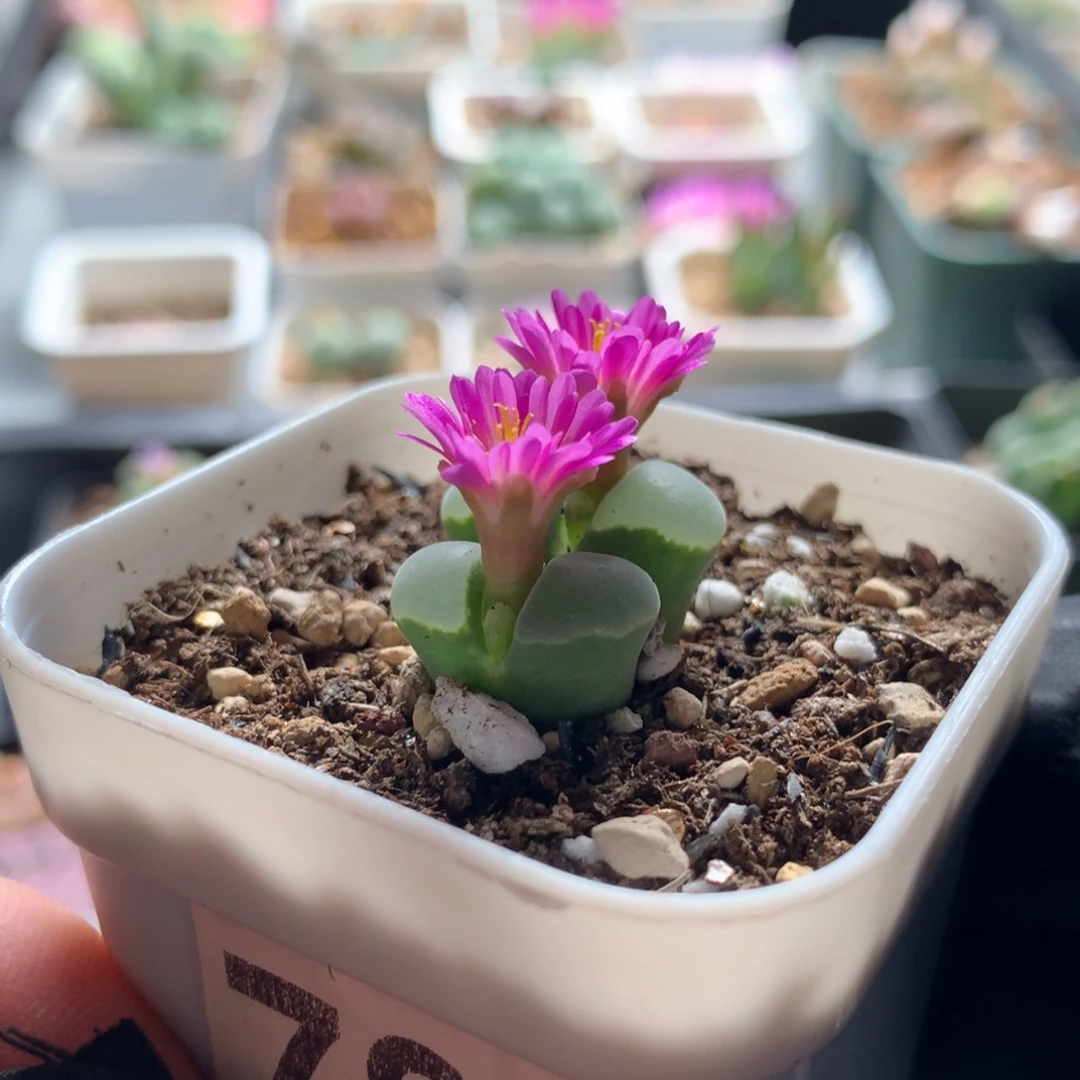 785风铃母本一颗