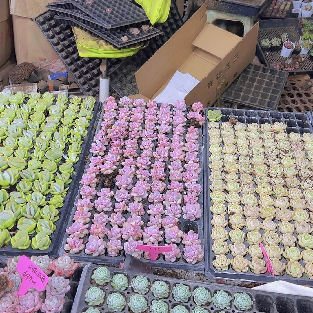 韩版奶茶11个19包邮多肉植物