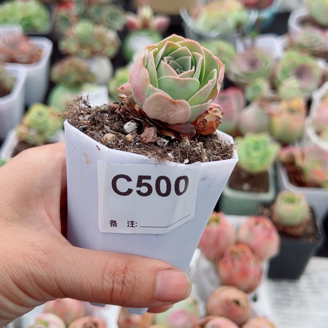 ****～500号三头小精品一物一拍