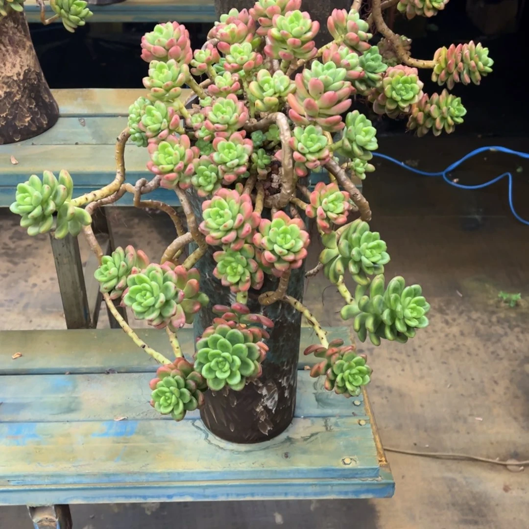 整装无砍老庄香格里拉物流费