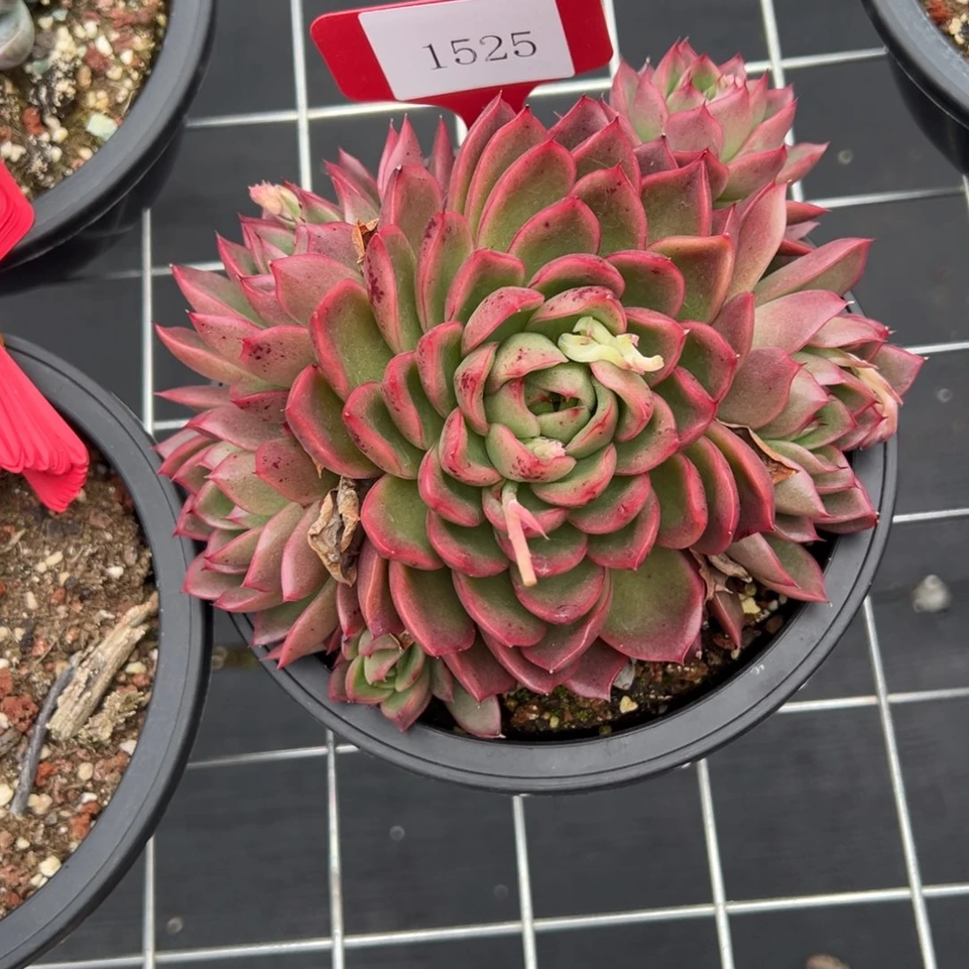 1525肉多么哟多么