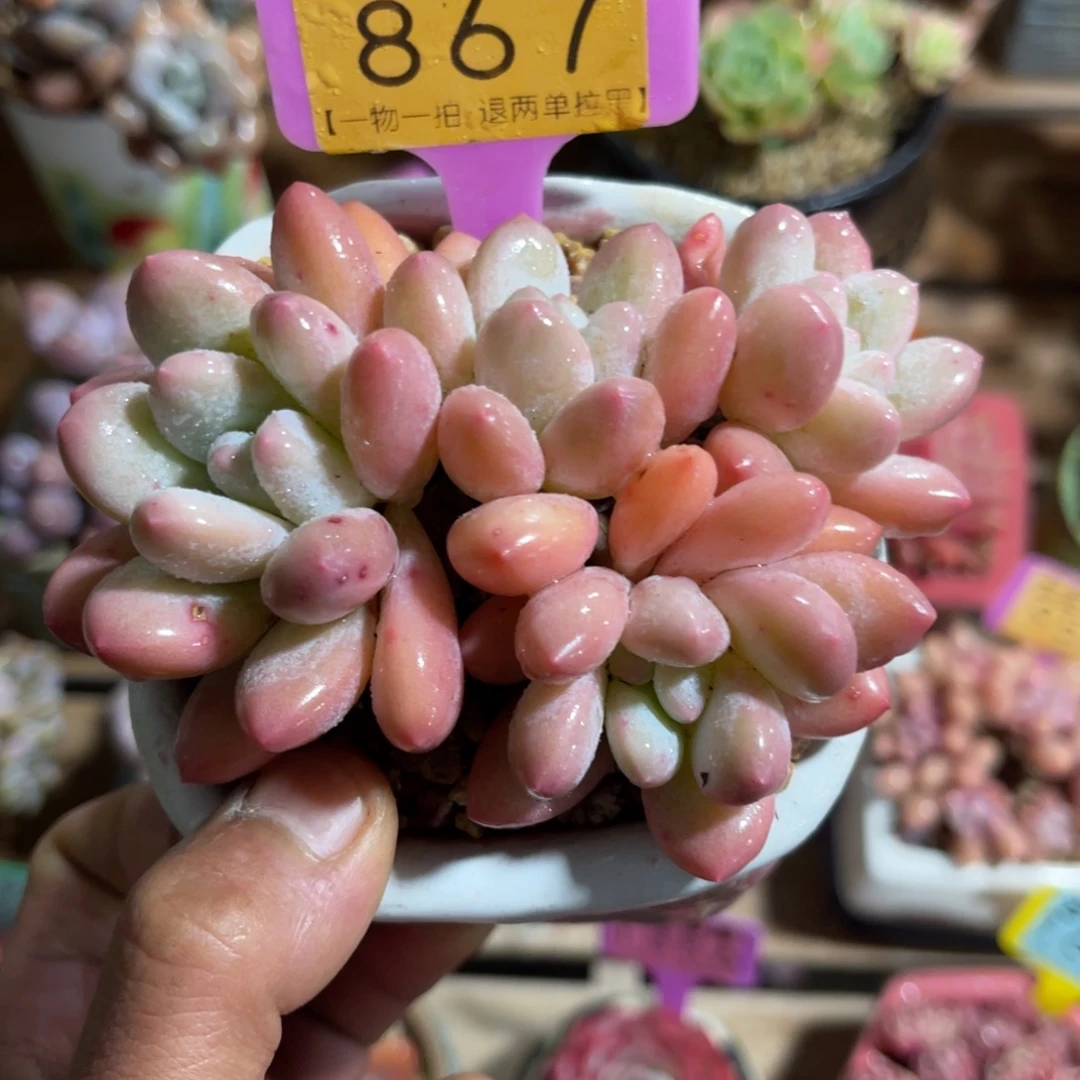 云尘多肉一物一拍不含盆867