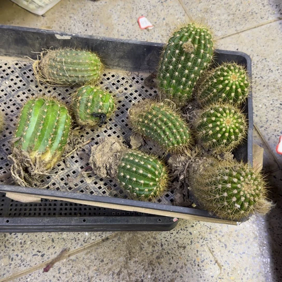 389毛花柱根脱土发货5公分左右，20包邮斑