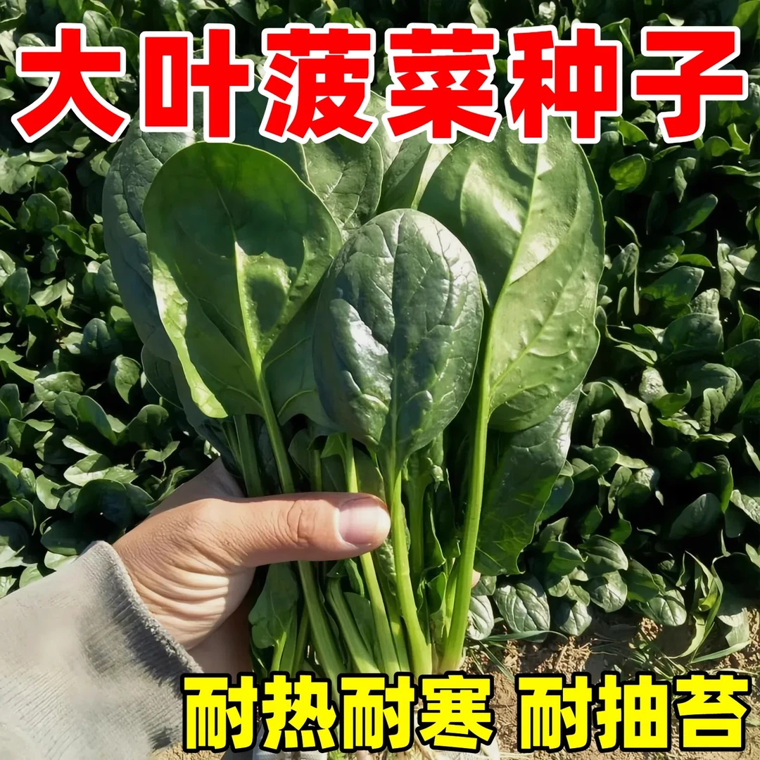 【下单发三包】四季大叶菠菜青菜籽阳台抗热盆栽菜籽耐热耐抽苔种子