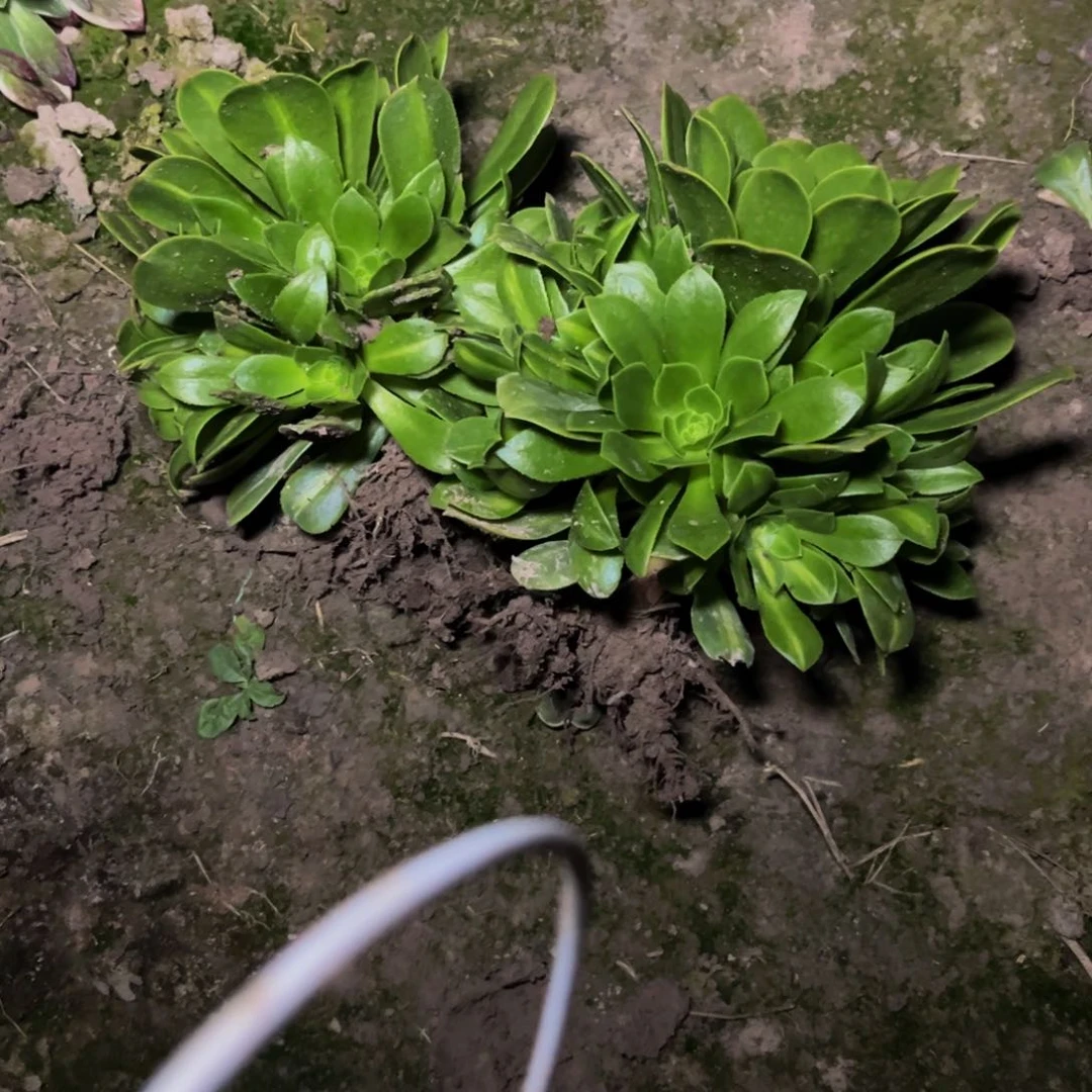 绿羊绒多肉植物送的的