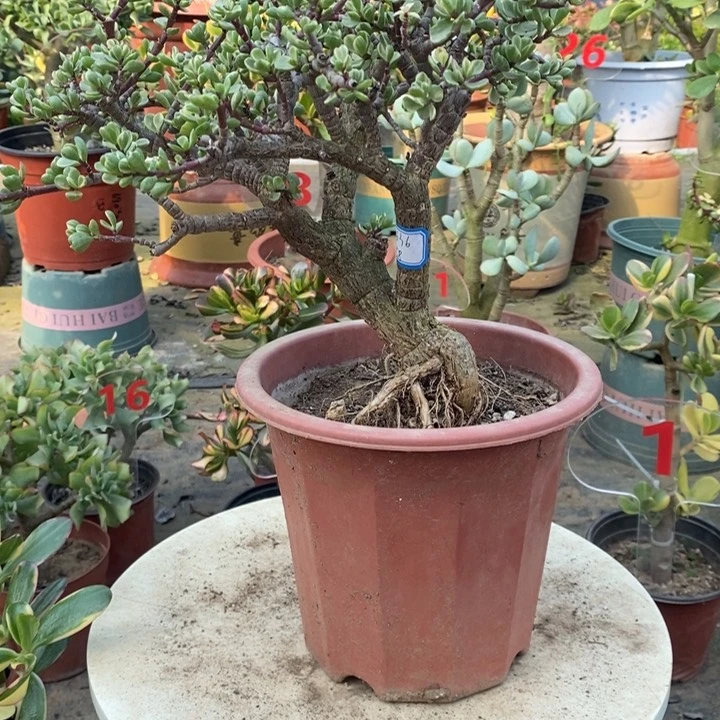 雅乐之舞一物一拍。