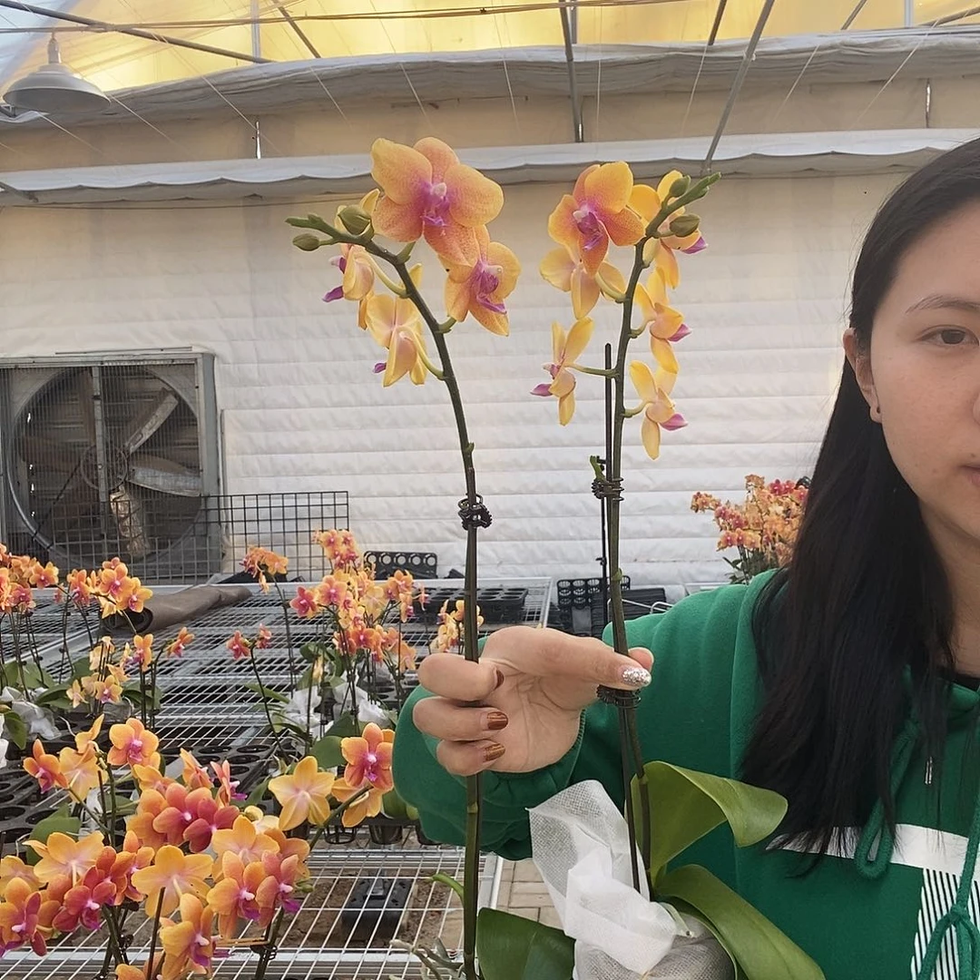 完全开放单花剑香恋博格丽2颗福利装