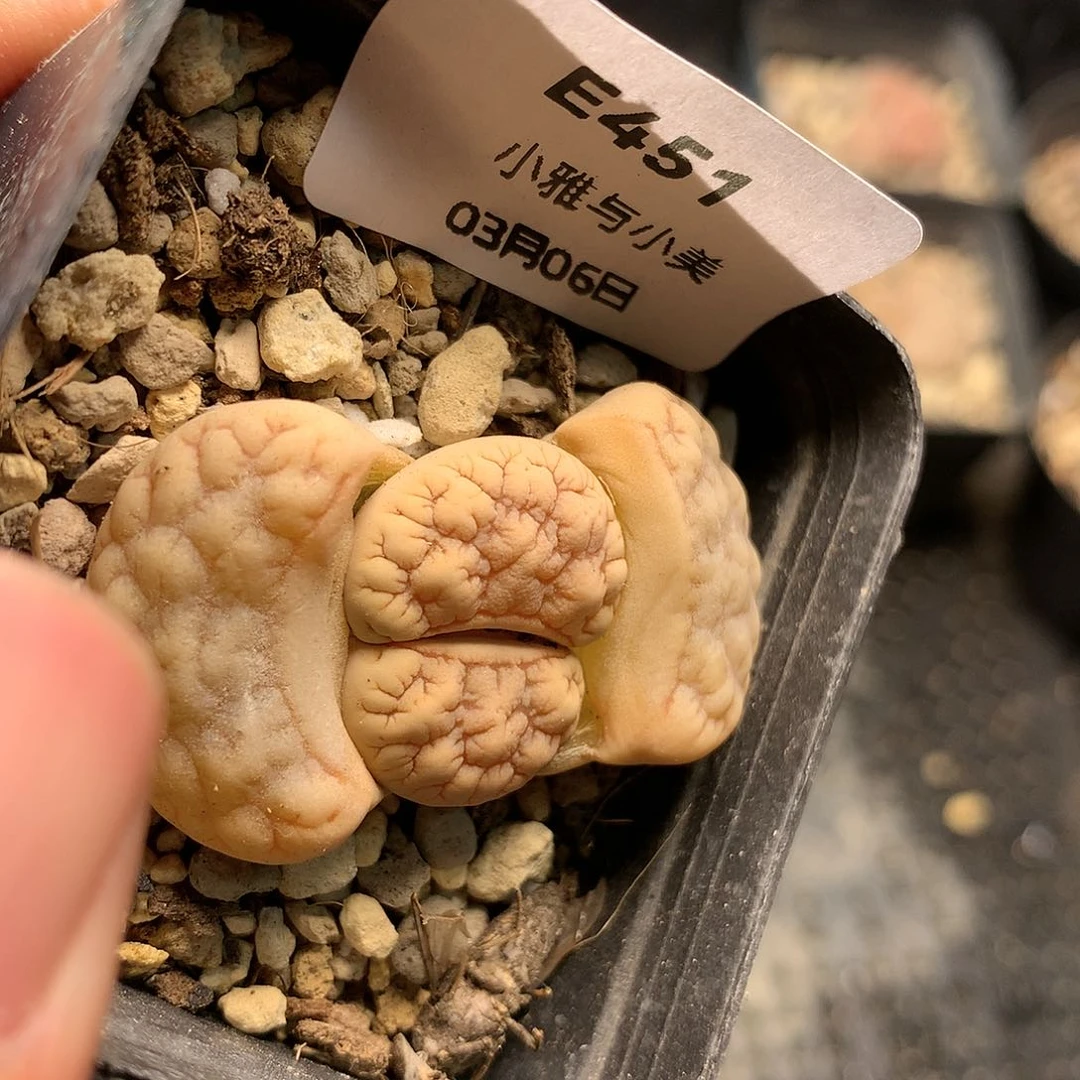 E451多肉植物保护