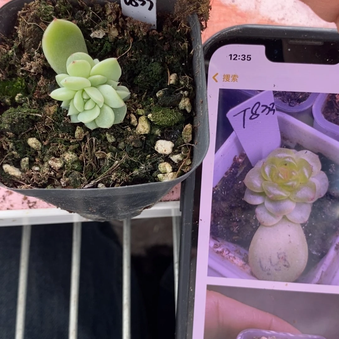 标签712甜心833一个多肉