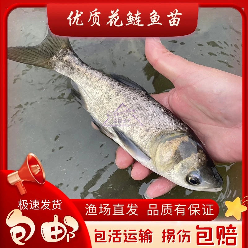 大头鱼花鲢胖头鱼鲢鳙淡水活体养殖宠物