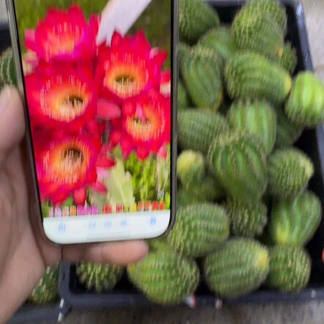 228彩草宝莲灯歪无根侧牙4公分左右，20包邮