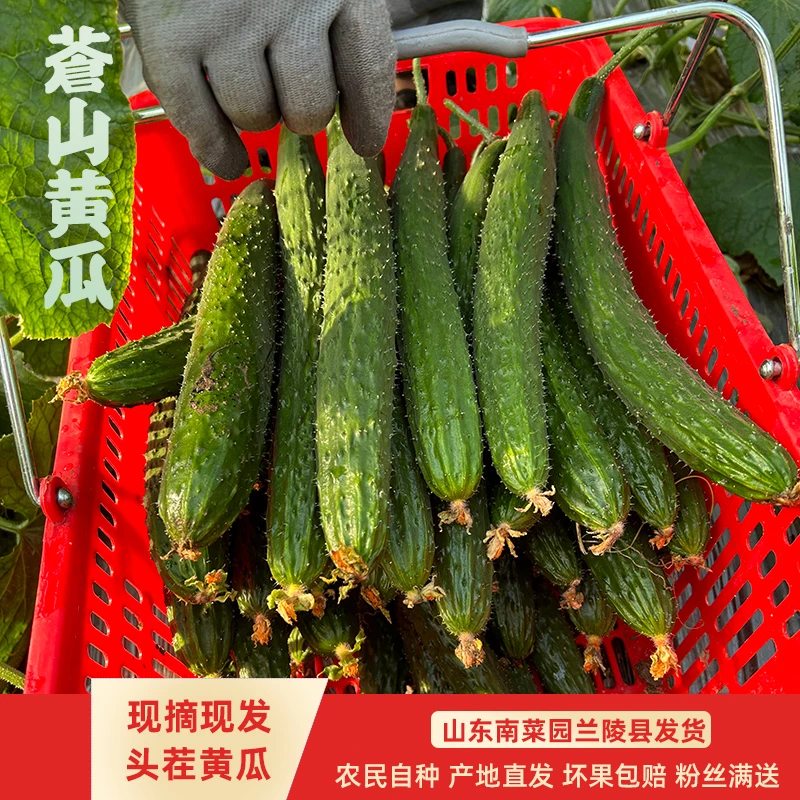 兰陵县头茬刺条黄瓜青皮绿肉果条长直精品瓜4斤农家自种现采现发