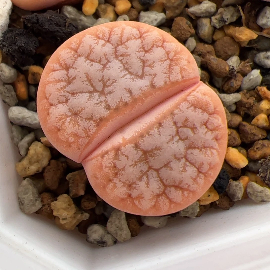 0330号拿铁 多肉植物