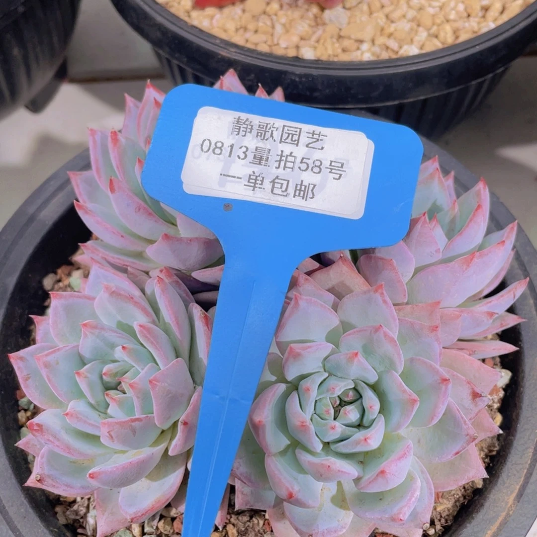 0813-58-精控粉蓝鸟群福利一颗量拍