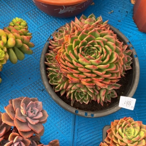 M**a5097月亮石多肉