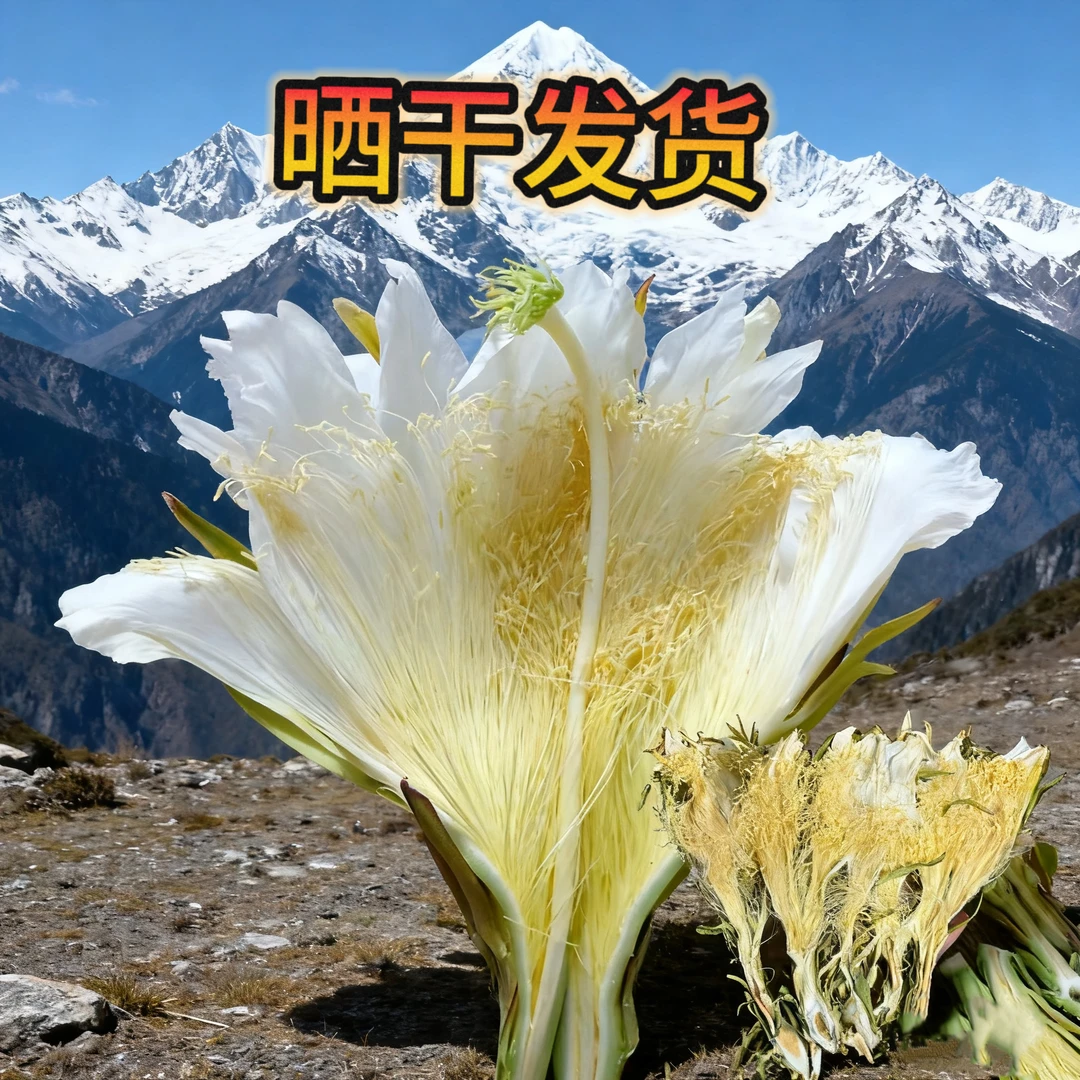【高山雪莲花】精选霸王花泡水