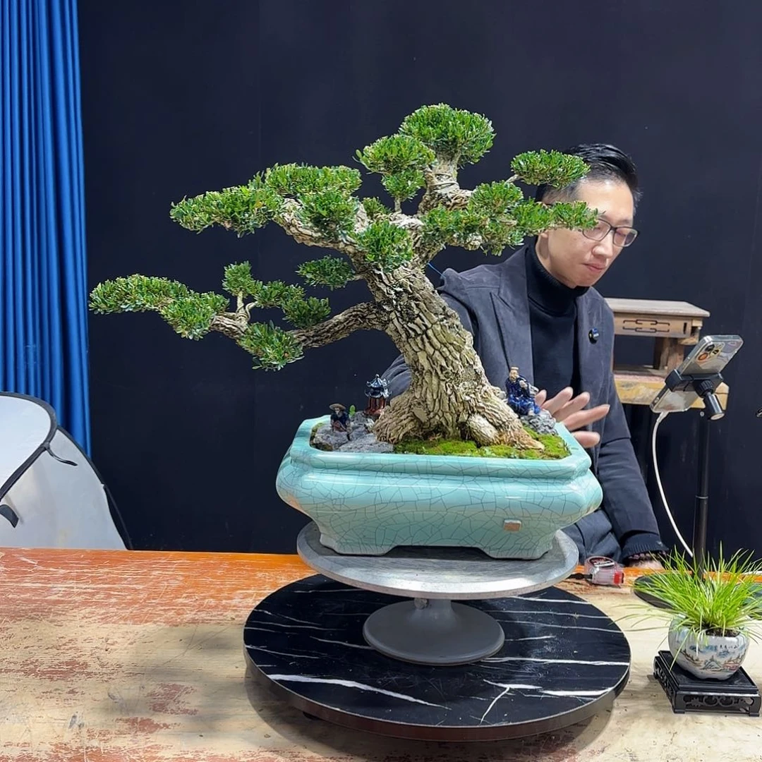 黄杨室内室外盆景艺术