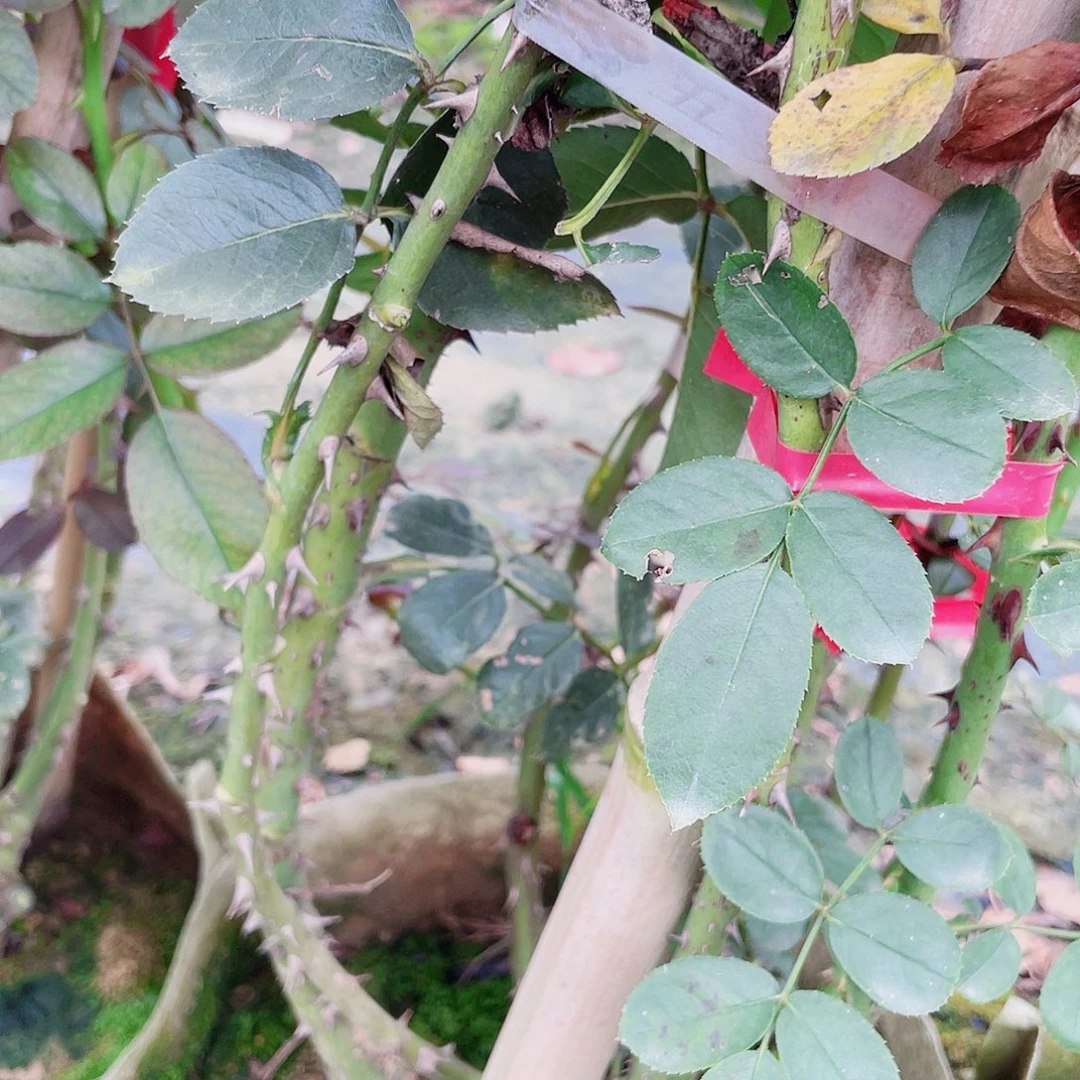 完全开放蒂娜高度1.5米18-22