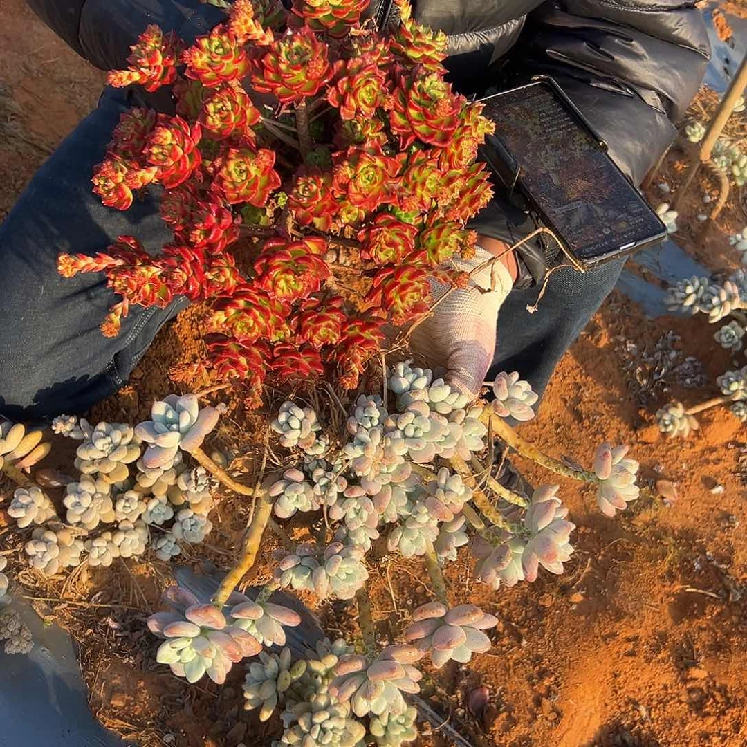 鸡血玫瑰 蒂亚 香水洛神 2棵发货