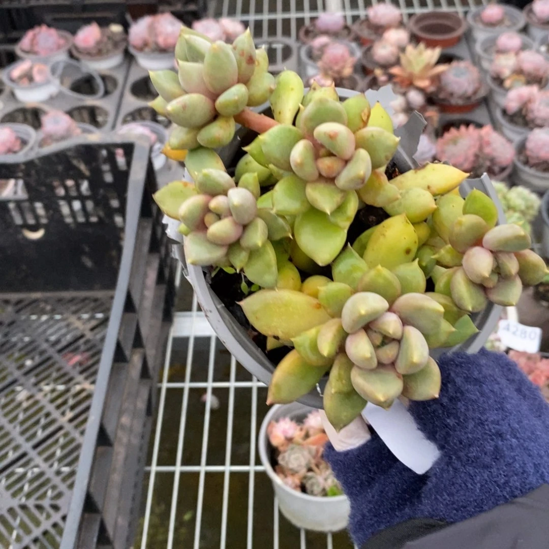 4284象牙多头一物一拍