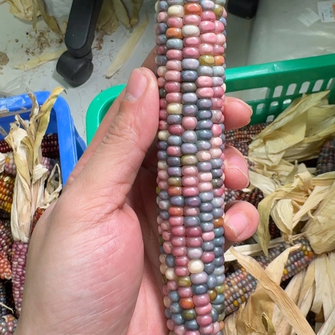 柏香籽/百香籽吊坠A**七