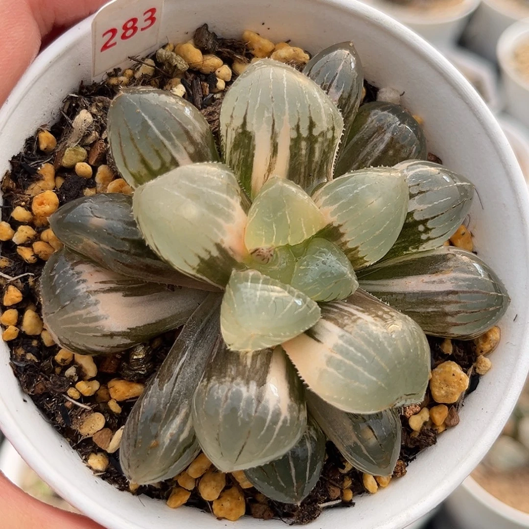 283糯玉露锦福利福利