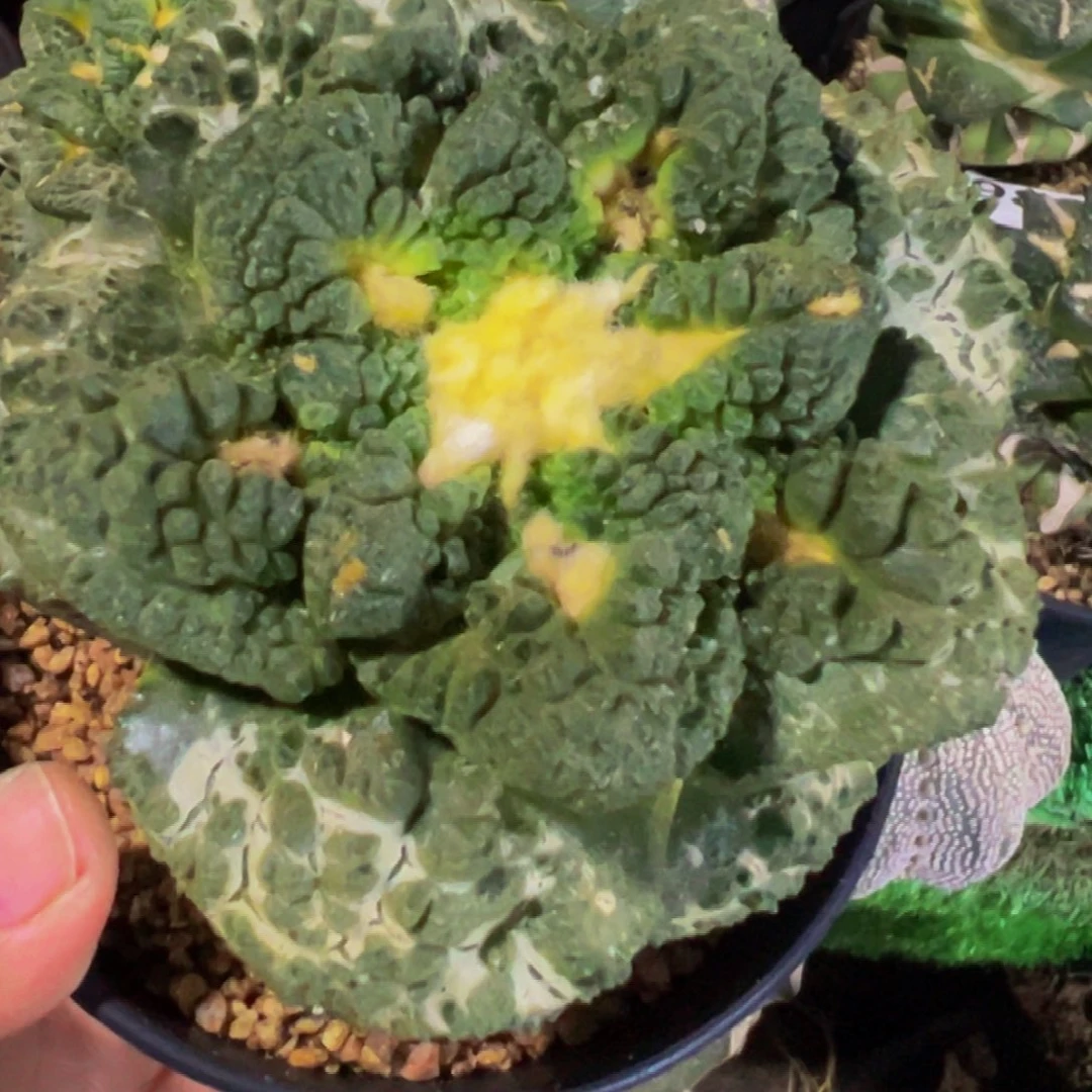 无花朵福利大尤龟甲牡丹167