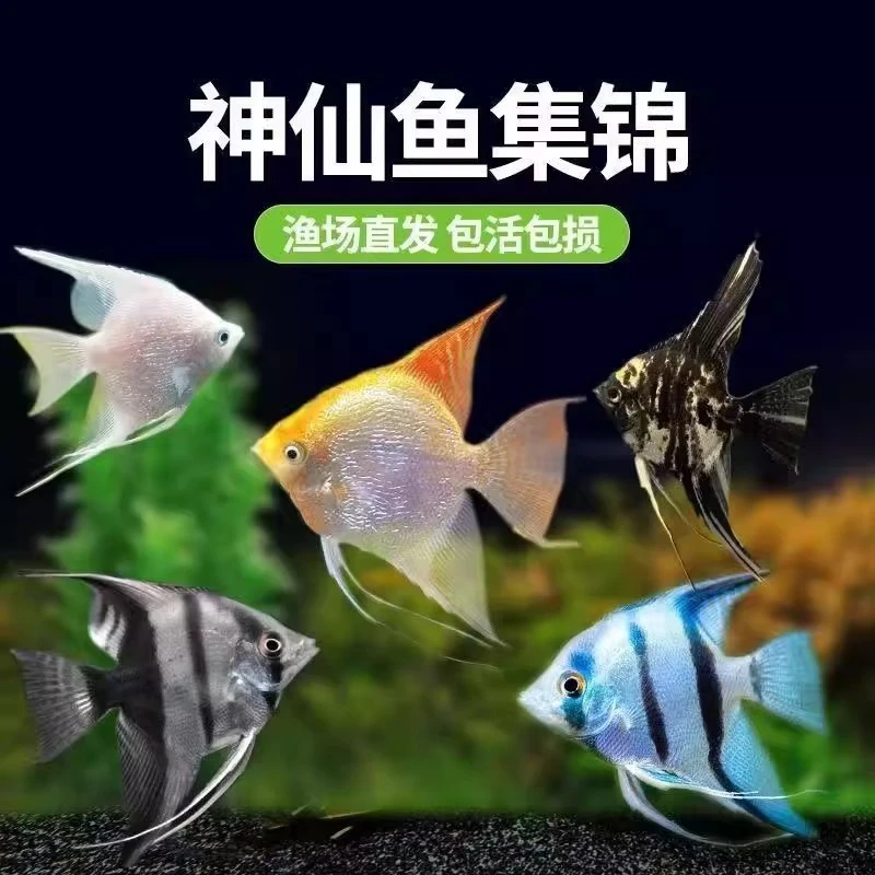 小神仙鱼活鱼大型燕鱼秘鲁三色热带小型淡水好养七彩神仙鱼苗